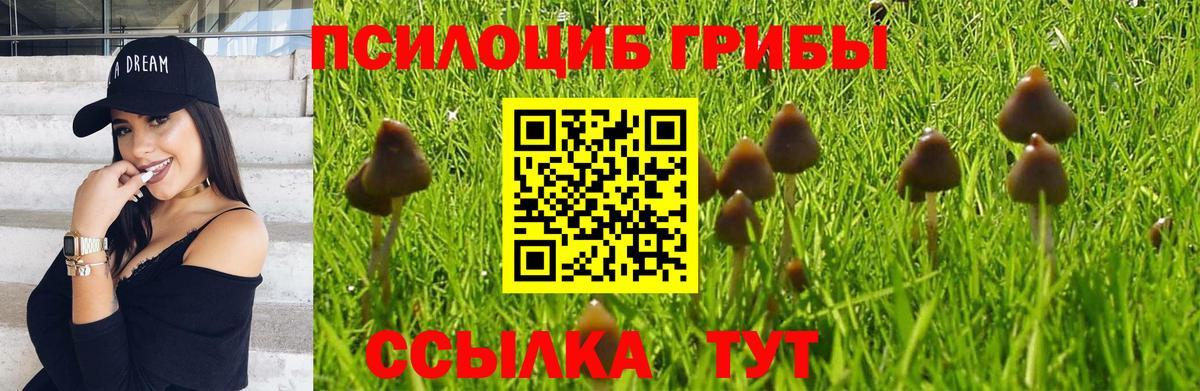 Калач-на-Дону  Псилоцибиновые грибы Psilocybe  Вход с VPN  Псилоцибиновые грибы GOLDEN TEACHER 